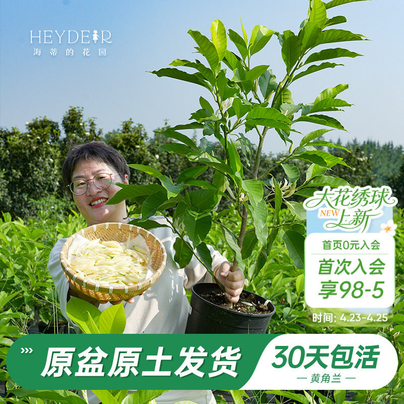 海蒂的花园旗舰店黄葛兰黄角兰白兰屋顶庭院植物香味花卉树苗盆栽