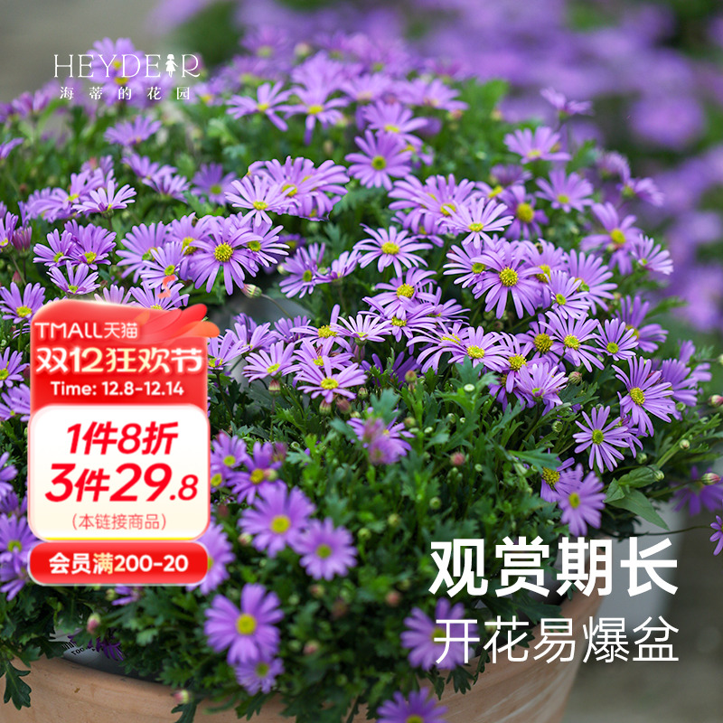 多年生草花可垂吊花期长