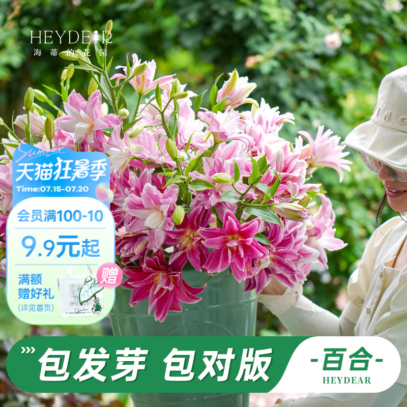 进口百合种球易养易开花