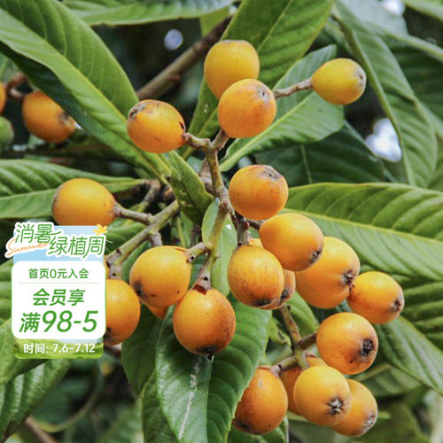 种植白沙枇杷海蒂的花园