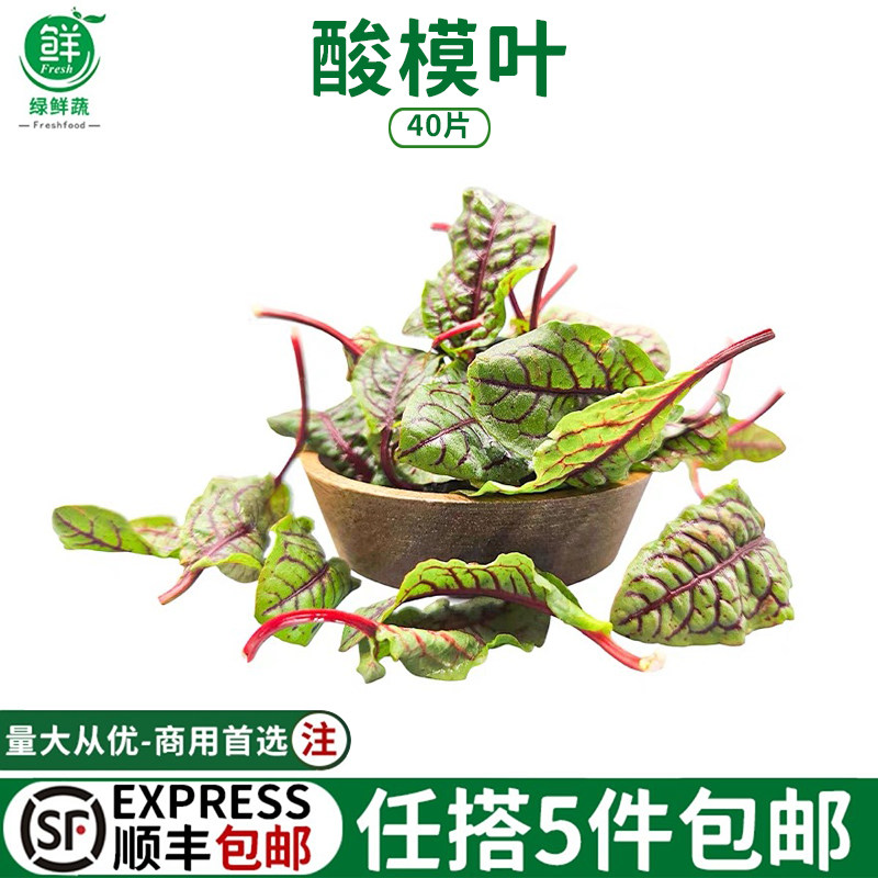 新鲜 红脉酸膜叶 酸模叶 红酸模草酢浆草食用花酒店摆盘装饰点缀