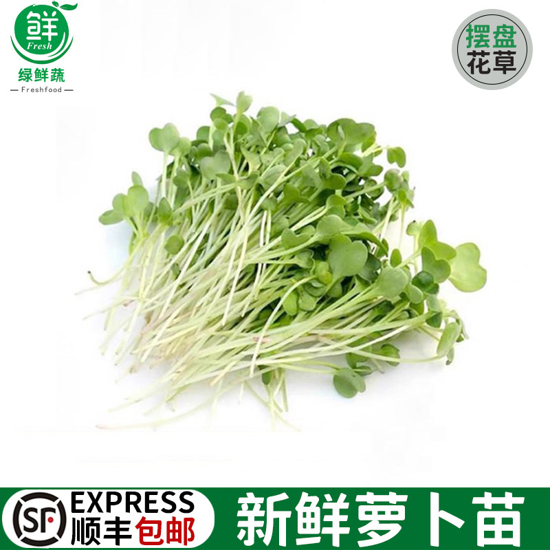 新鲜萝卜苗微型芽苗可食用苗芽菜沙拉轻食蔬菜西餐装饰摆盘花草