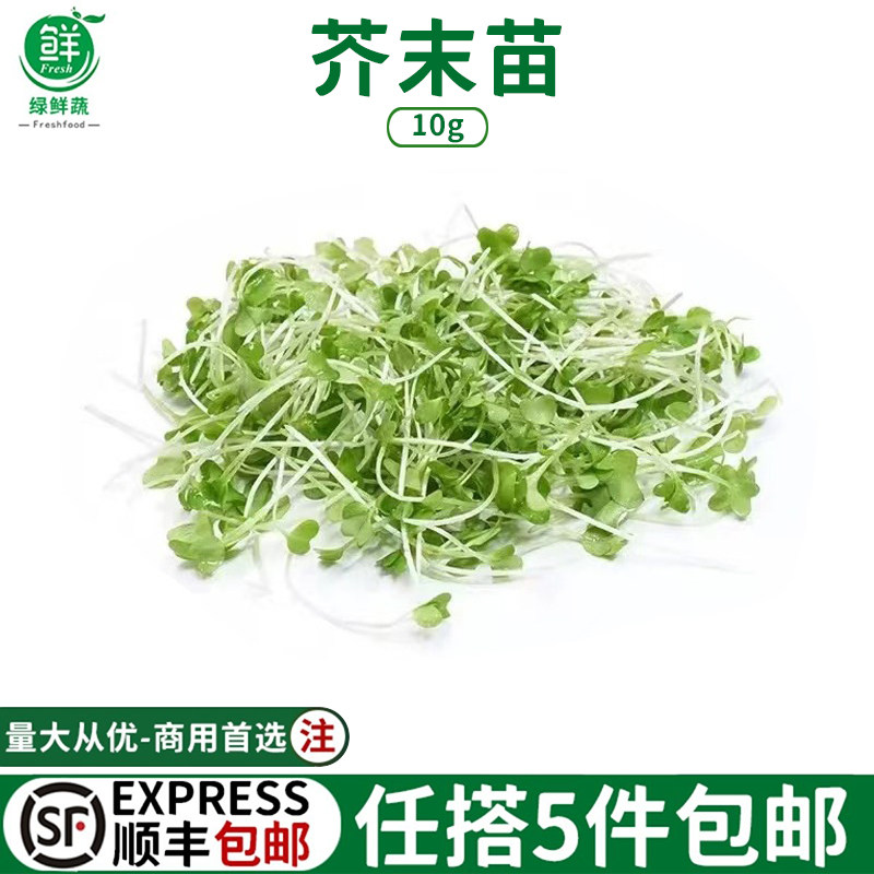 新鲜芥末苗可食用微型苗芽菜沙拉蛋糕酒店西餐摆盘装饰点缀花草