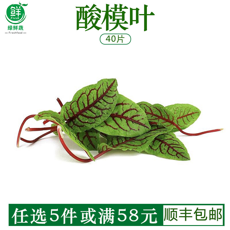 新鲜酸模叶可食用花草叶片酸膜红酸膜草装饰花草40片/盒