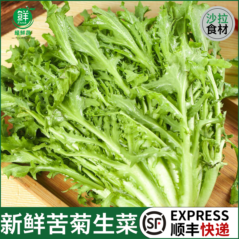 苦菊生菜新鲜蔬菜沙拉食材苦苣狗牙菜西餐健身轻食苦细叶生菜