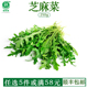 芝麻菜新鲜沙拉蔬菜食材火箭菜轻食色拉生菜即食沙拉芝麻叶500g