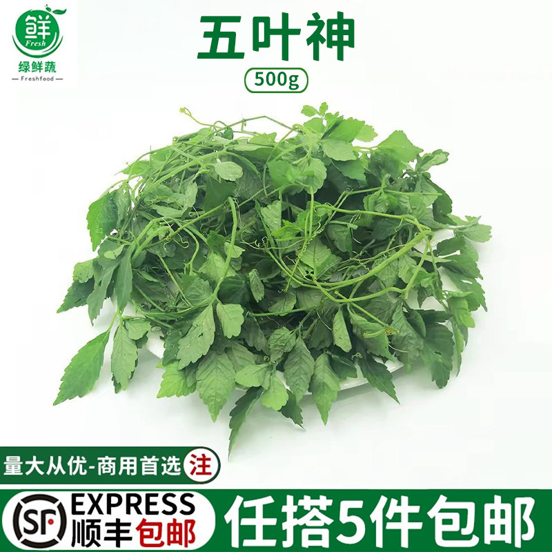 五叶神新鲜五叶参蔬菜野菜农家乐庄煲汤食用特色食材福音草七叶参