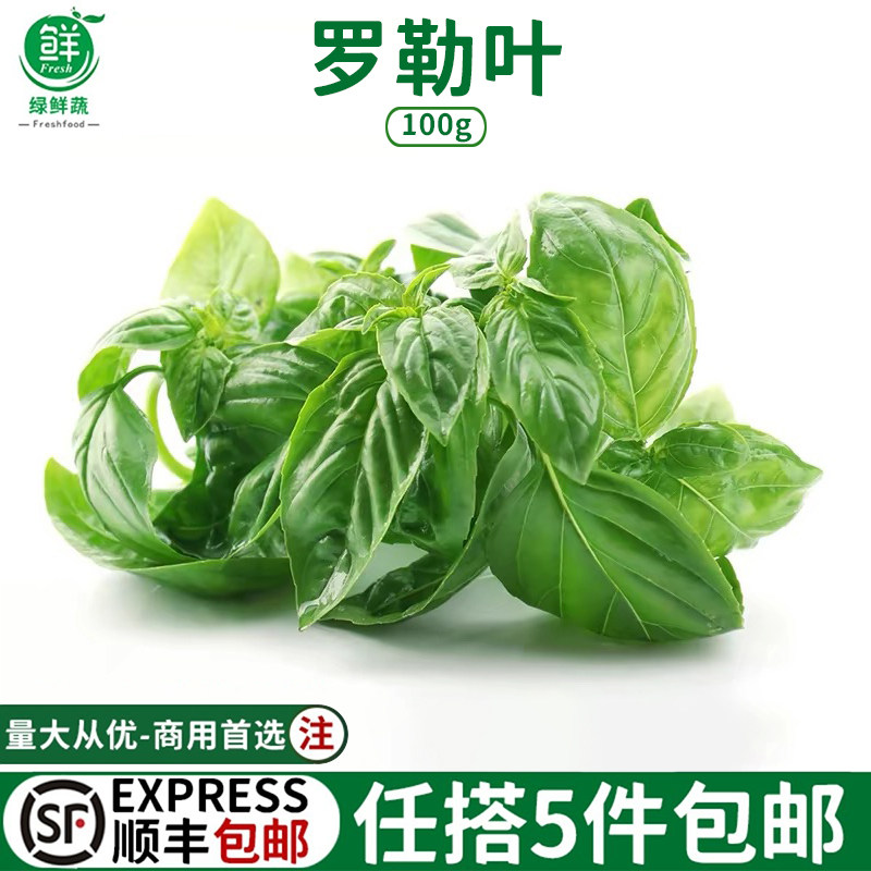 罗勒叶新鲜食用泰式冬阴功汤食材披萨草罗勒青酱西餐调味香料蔬菜