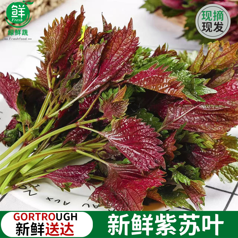紫苏叶新鲜食用香料鱼虾蟹牛蛙去腥提鲜食材新鲜蔬菜嫩紫苏叶包邮