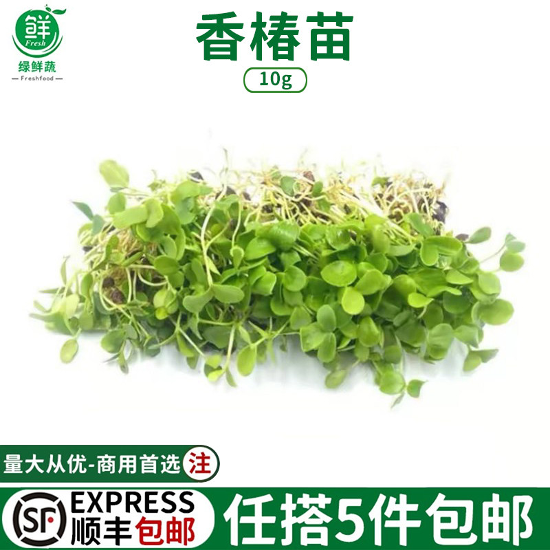 新鲜香椿苗可食用芽苗菜酒店饭店西餐冷艺摆盘装饰花草点缀叶子