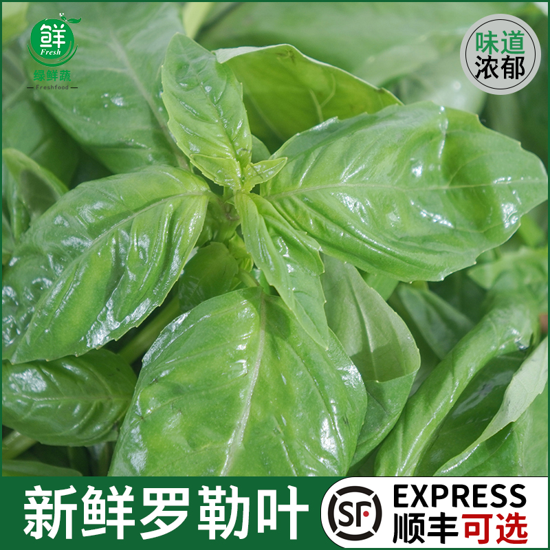新鲜甜罗勒叶食用披萨草泰式品种罗勒酱调料青酱西餐食材摆盘装饰