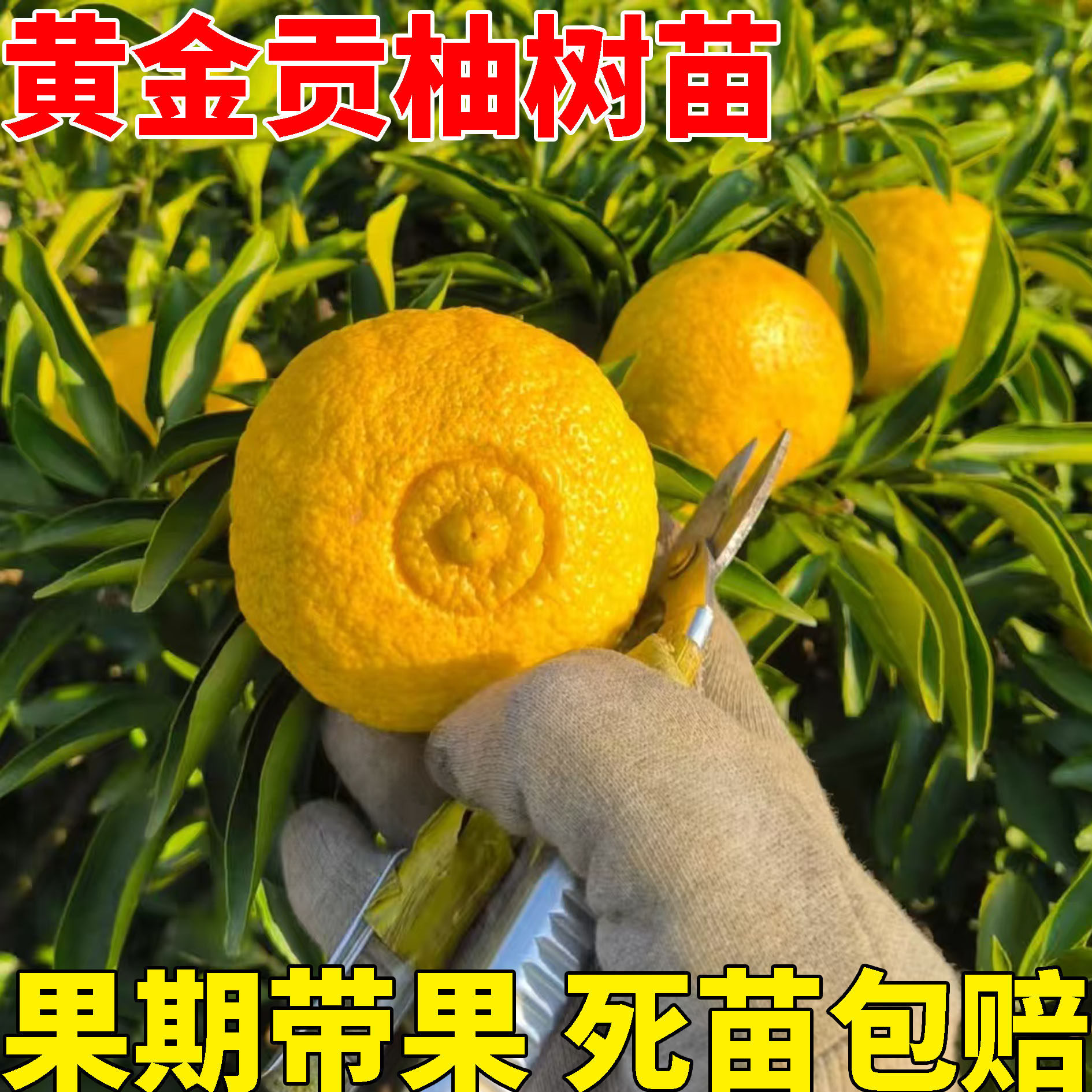 正宗嫁接春香桔柚果树苗黄金贡柚树苗象山青桔苗盆地栽南北方种植
