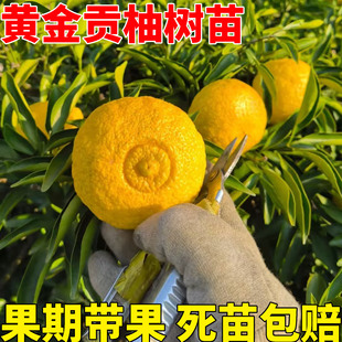 正宗嫁接春香桔柚果树苗黄金贡柚树苗象山青桔苗盆地栽南北方种植