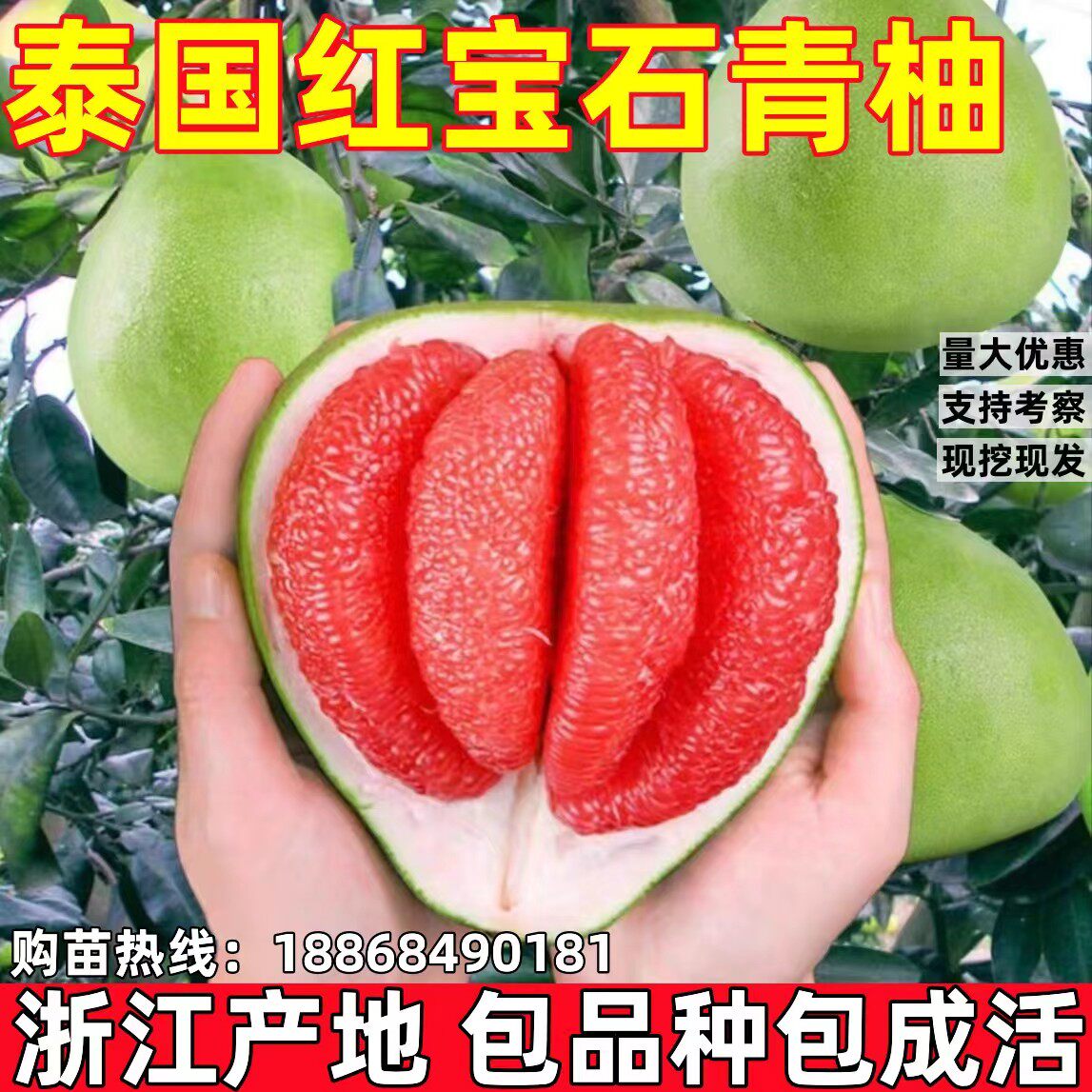 柚子树苗红心蜜柚泰国红宝石青柚三红柚大柚子树苗庭院种植盆地栽