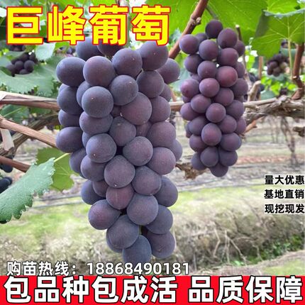 老品种巨峰葡萄树苖南方北方种植巨峰葡萄苗大苗果树果苗庭院爬藤