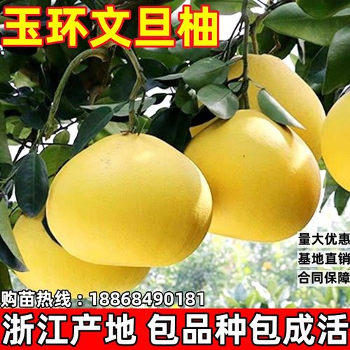 柚子树苗柚子树玉环文旦柚子苗