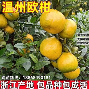 正宗瓯柑橘子果树苗苦橘苗庭院阳台种植柑橘苗南北方种植当年结果