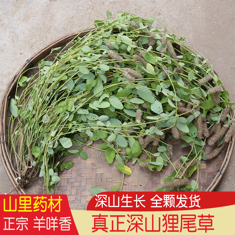 农家广东狸尾草正品羊咩香药材