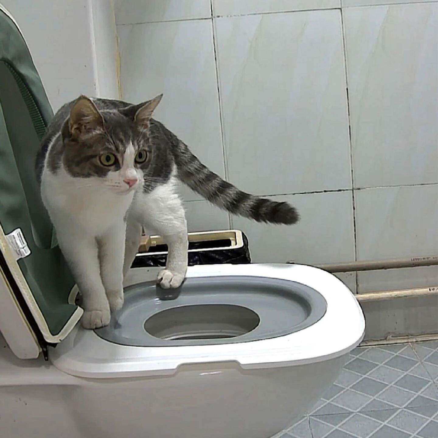 猫砂盆猫咪马桶训练器防外溅防带砂防臭猫厕所超大号猫屎盆宠物