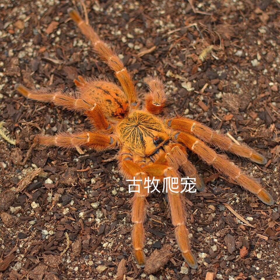 宠物巨型食鸟蜘蛛无毒可上手黑寡妇油彩红尾火脚蓝腿