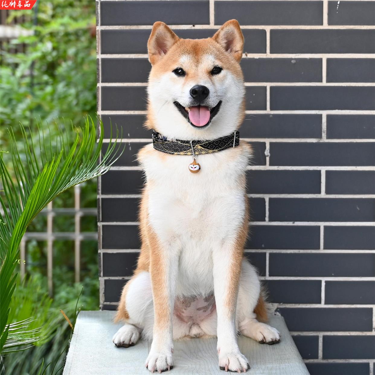 柴犬项圈脖套胸背牵引绳胸背带 和风锦鲤日式 宠物狗狗围巾三角巾