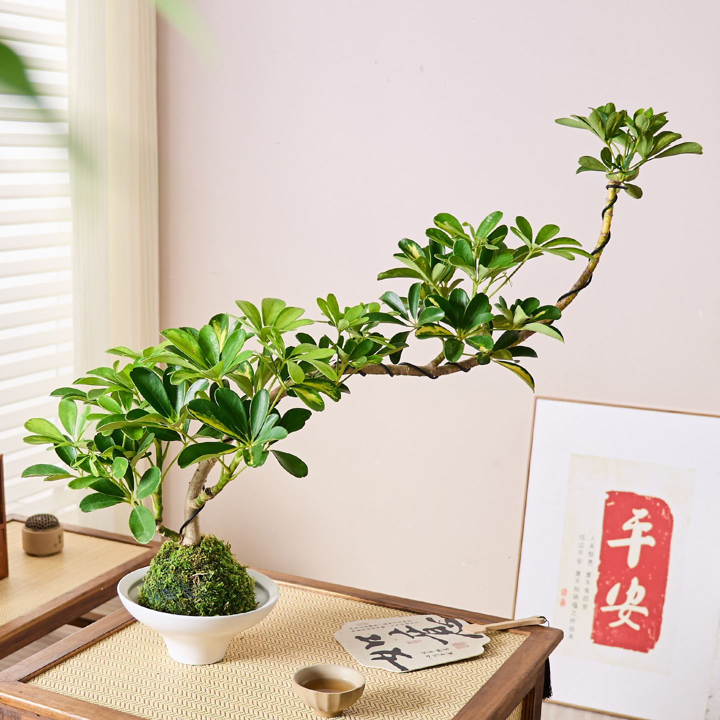 鸭脚木盆栽老桩大飘枝造型绿植