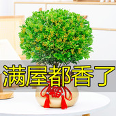 开花带花苞浓香好养老桩盆景阳台绿植 米兰花盆栽花卉植物室内四季