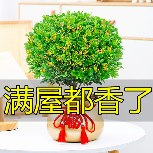 香水四季米兰花盆景室内绿植