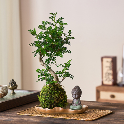 老桩清香胡椒木盆栽苔藓球水培植物室内阳台办公桌绿植四季常青