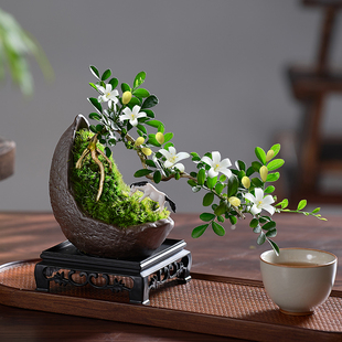 小葉九里香盆栽辦公室內(nèi)綠植花卉盆景植物桌面茶幾好養(yǎng)小懸崖飄枝
