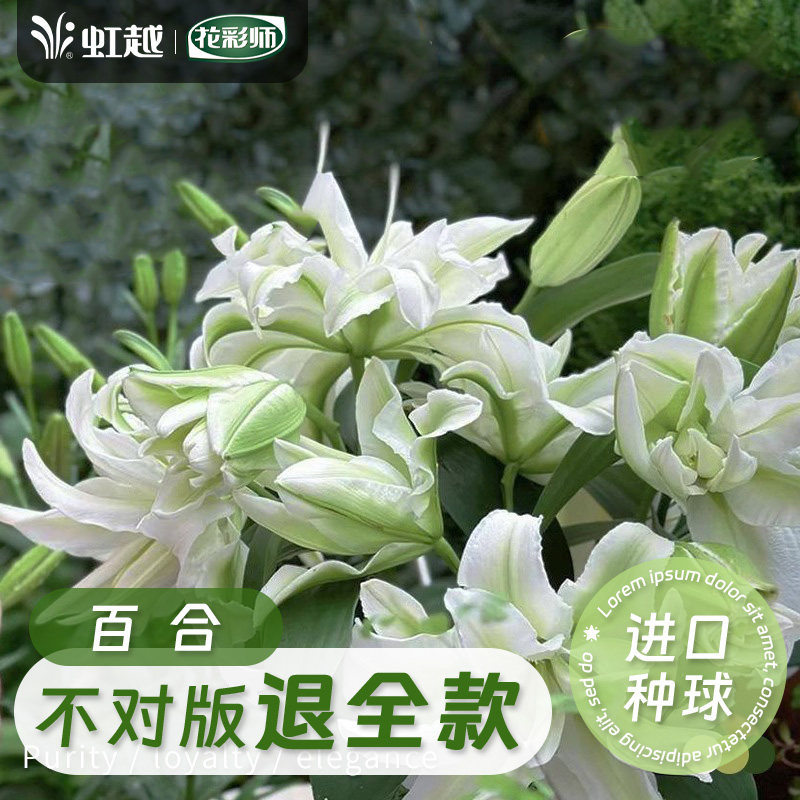 虹越重瓣百合种球进口花香水百合花四季盆栽伊萨贝拉爱莎眼线1,鲜花速递/花卉仿真/绿植园艺,种球/裸根,淘宝优惠券,粉丝福利购,淘宝优惠卷