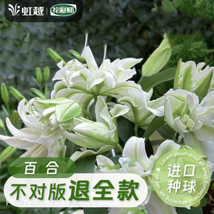 虹越重瓣百合种球进口花香水百合花四季盆栽伊萨贝拉爱莎眼线1