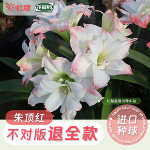 虹越朱顶红种球南非秘鲁进口球根重瓣阿弗雷鬼魅毕加索黛丝四季1