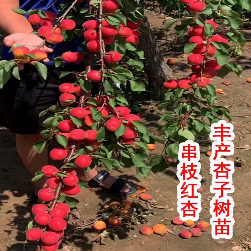 杏子树树上 杏子树 伤感说说吧