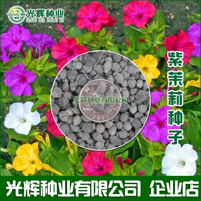 紫茉莉花种子混色地雷花阳台盆栽花卉五彩香茉莉易种
