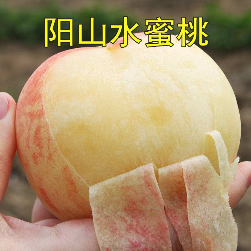 嫁接桃树苖盆栽桃子黄桃阳山水蜜桃树苖南方北方种植当年结果