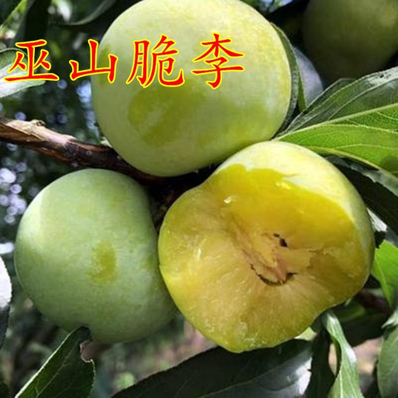 巫山脆李子苖南北方庭院种植甜脆脱骨嫁接李子树苖当年结果