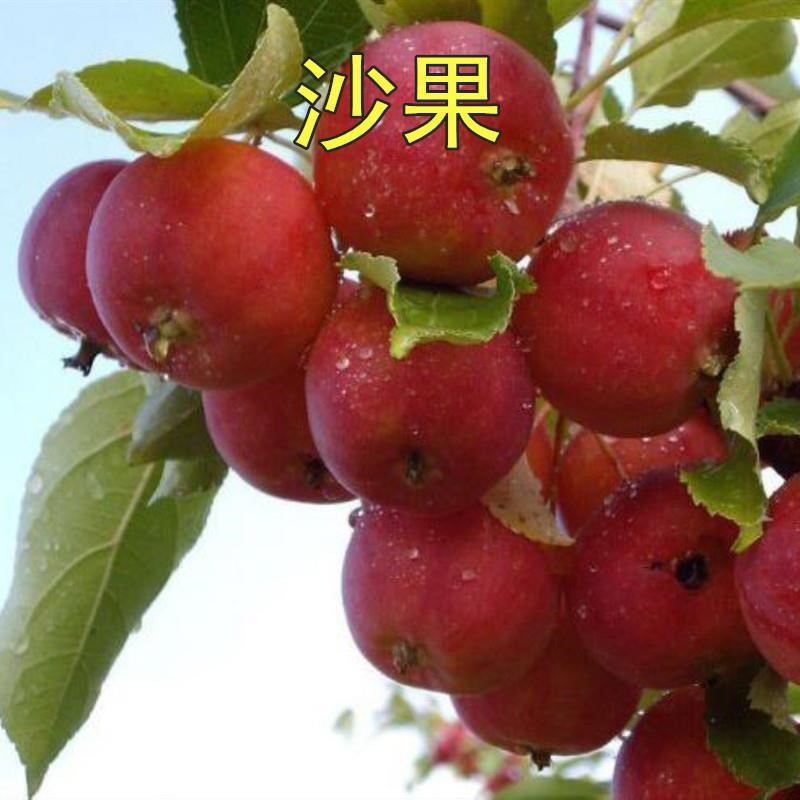 沙果树苖小苹果 花红果树苖 糖心沙果苖苹果树苖盆栽南方北方种植