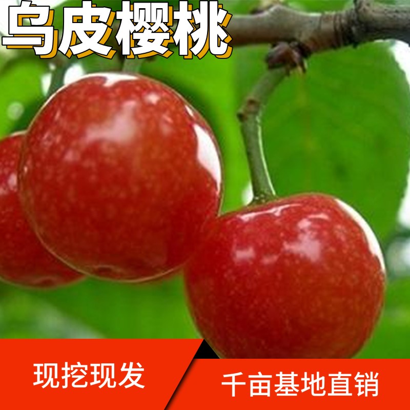 乌皮樱桃苖南北方庭院种植阳台盆栽嫁接果树当年结果