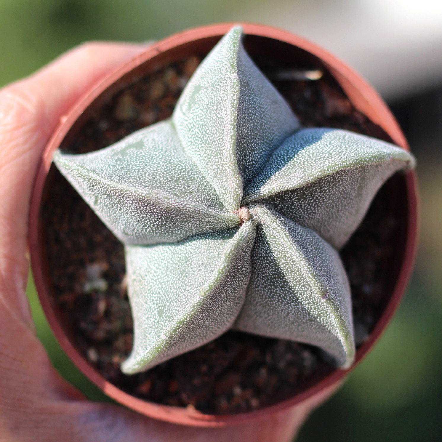 鸾凤玉无刺仙人球新手好养多肉植物办公室内开花防辐射五角星趣味