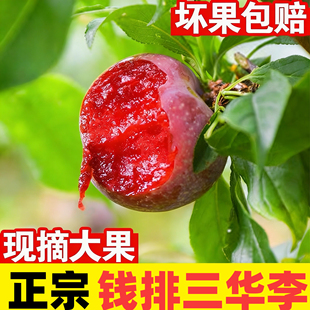 正宗钱排银妃三华李新鲜红心李子特大果现摘孕妇应季水果酸甜脆口