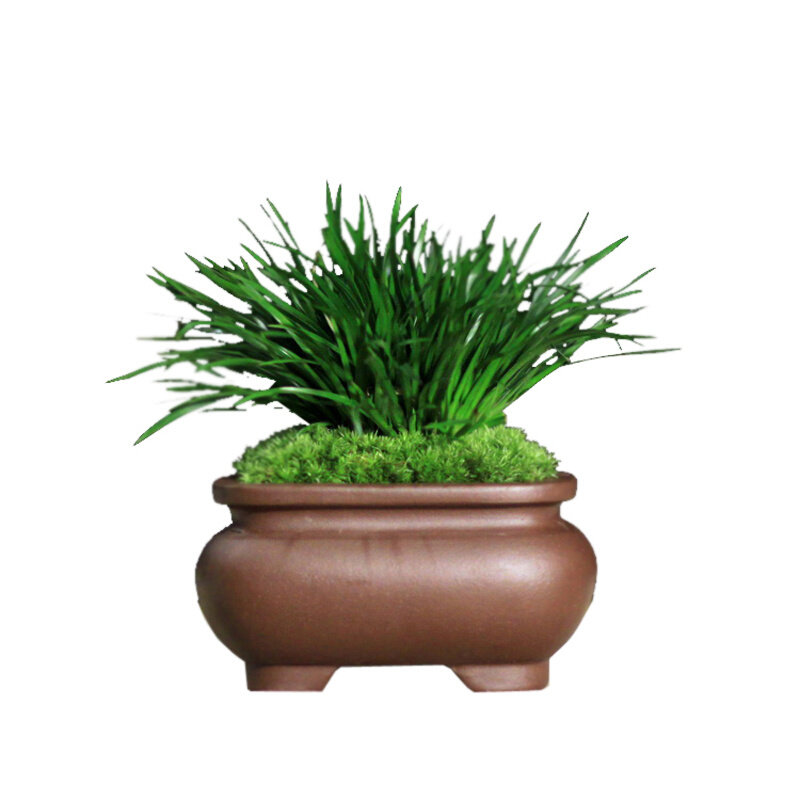 紫尊金钱菖蒲虎须l菖蒲草日本黄金姬办公桌小盆栽菖蒲盆景文竹茶