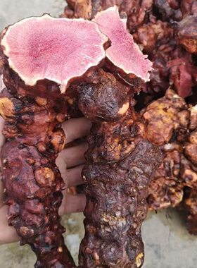 云南红肉土茯苓新鲜土茯苓批发新鲜野生纯天然现挖煲汤泡酒料