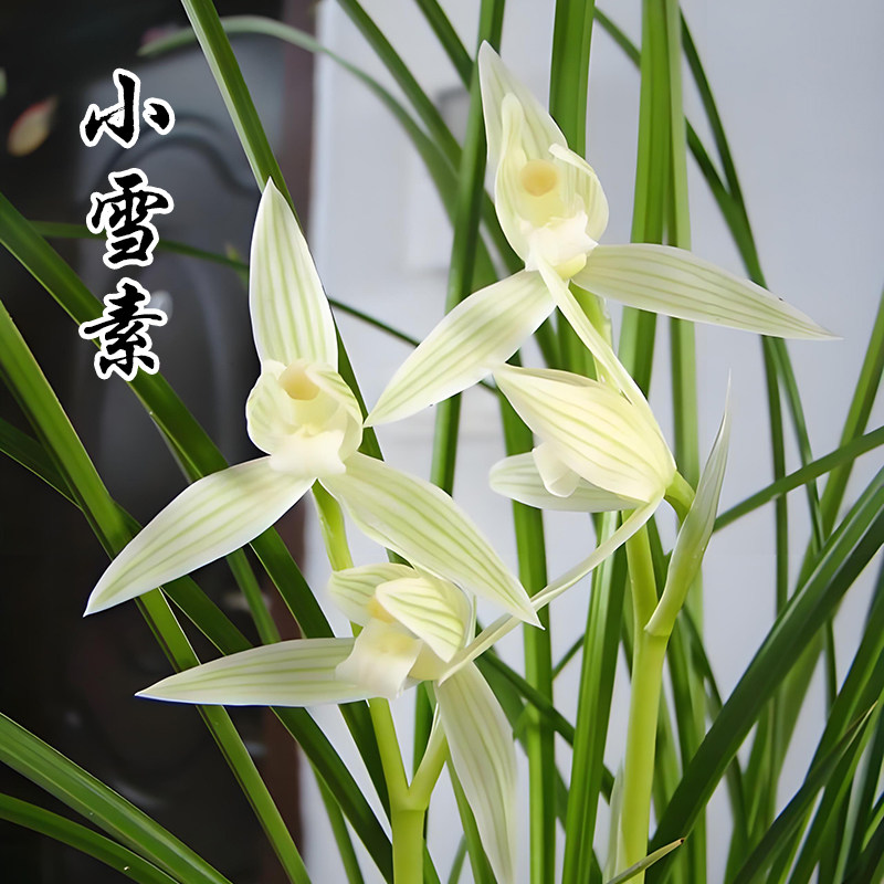莲瓣兰阳台绿植浓香型办公室