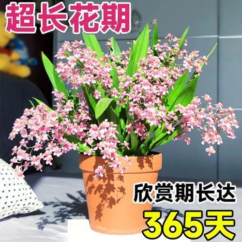 5色香水文心兰水培好养花卉