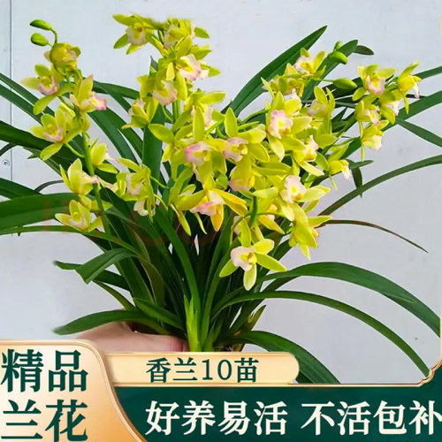 【T级香水香兰】高端年宵花卉