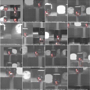 yolov5目标检测/图像分类/实例语义分割部署和源码Python/C++/C#