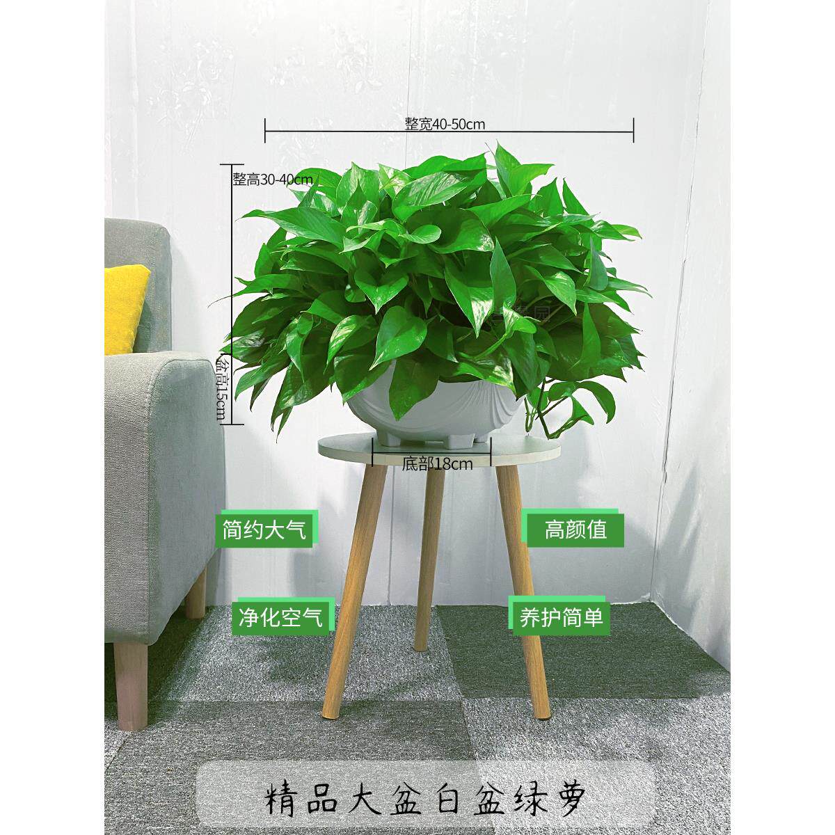 大盆绿萝盆栽室内植物长藤大叶绿箩客厅净化空气好养绿植水培吊兰