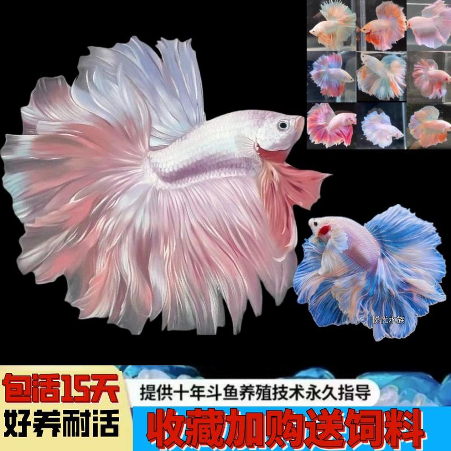 泰国斗鱼婚纱鱼观赏鱼淡水鱼热带冷水鱼桌面宠物活体好养小型繁殖