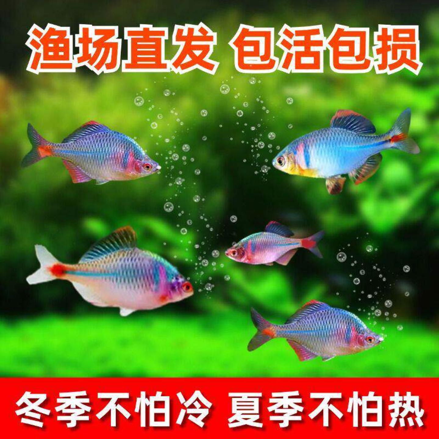红边鳑鲏淡水冷水观赏鱼好养耐活不加温旁皮鱼小型原生鱼群游鱼